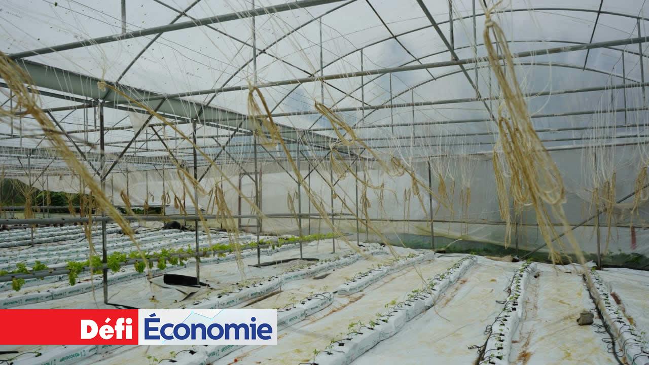 La détresse des agriculteurs ne passe pas inaperçue en raison du récent cyclone Calvinia. Dommages sur les filets agricoles